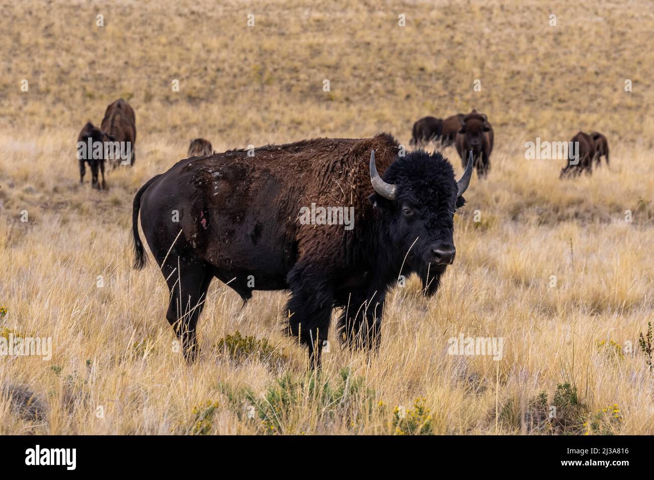 American Bison in the field of Antelope Island State Park, Utah Stock