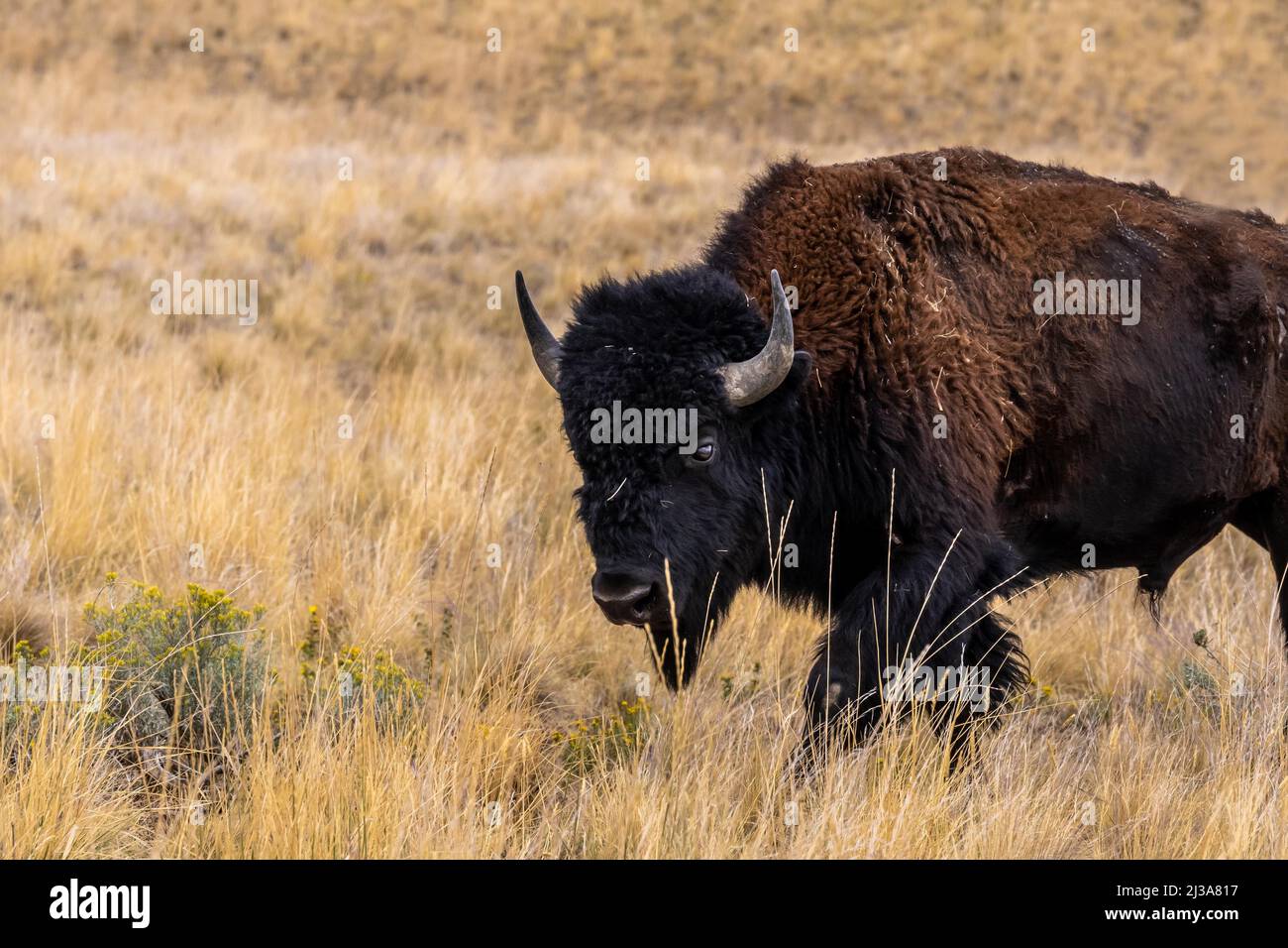 American Bison in the field of Antelope Island State Park, Utah Stock