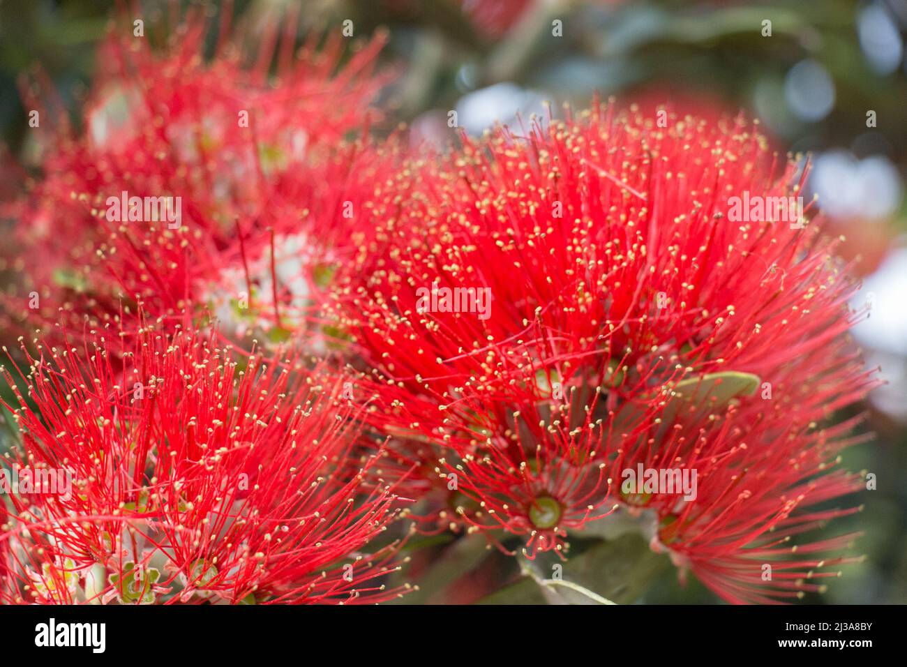 Close up view of pohutukawa flower in bloom Stock Photo - Alamy