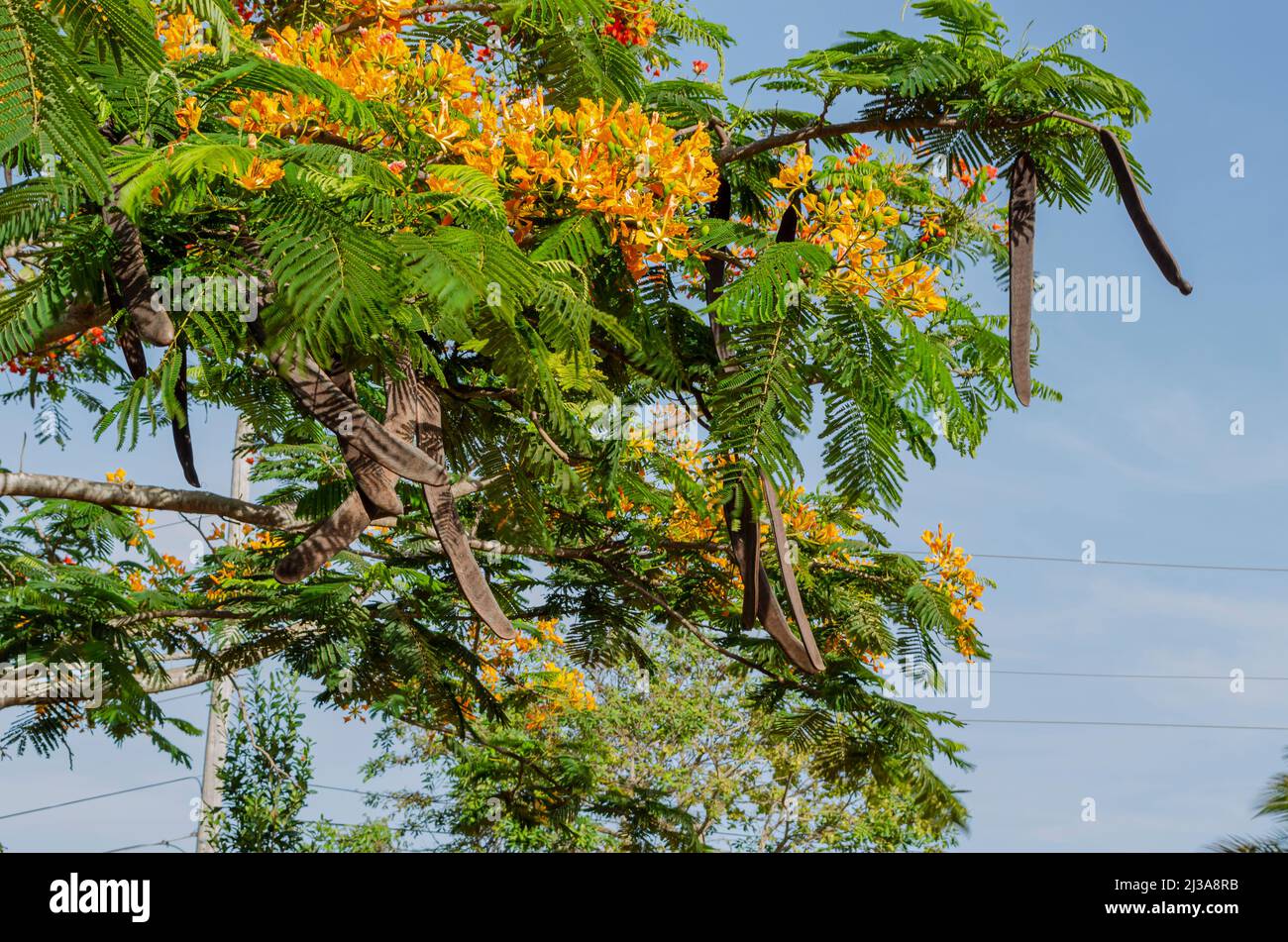 Poinciana Yellow Flowers And Bean Pods Stock Photo