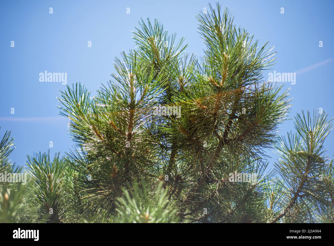 Pine tree on blue sky and sunbeam. Branches of cedar. Evergreen tree. Stock Photo