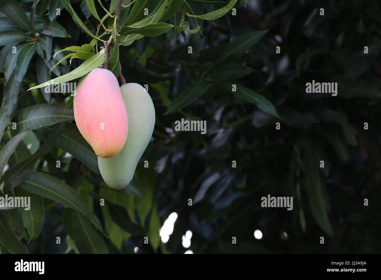Mangoes ripen on a tree in the backyard,Mahachanok Mango on tree Stock Photo Alamy