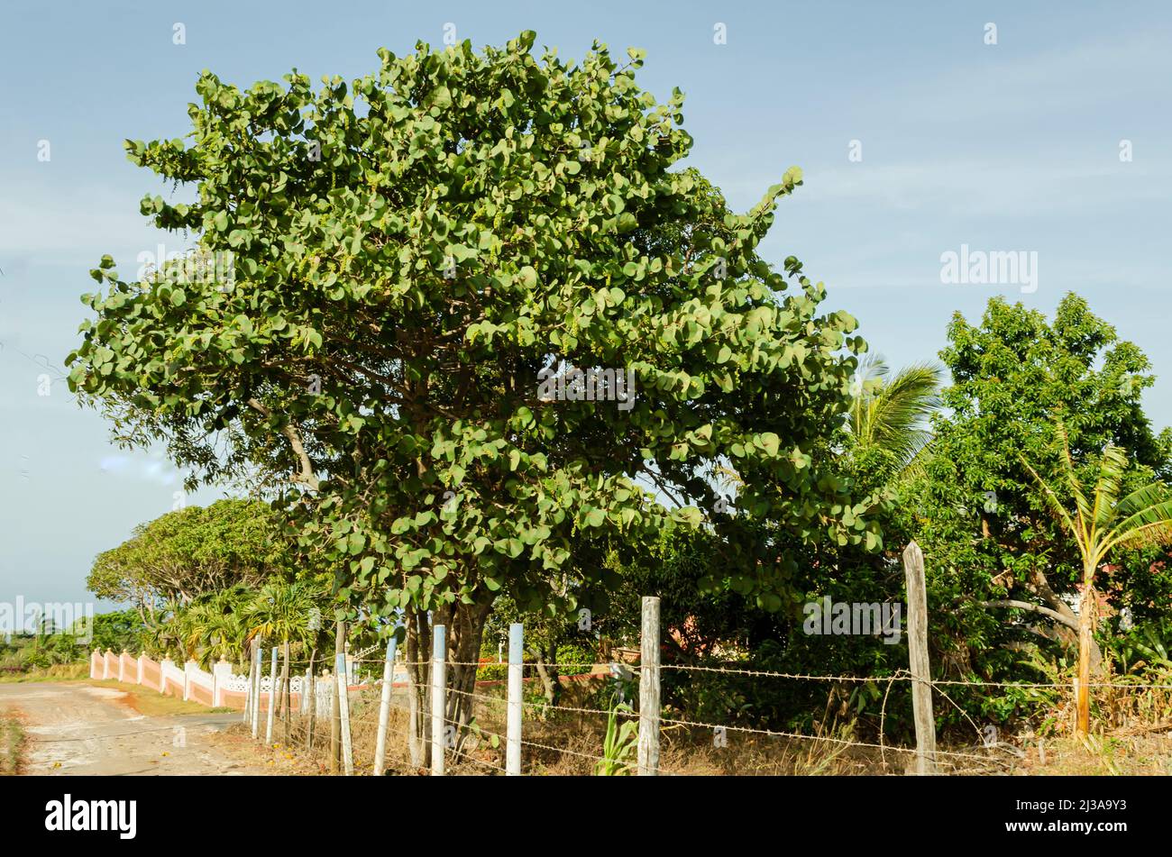 Coccoloba Uifera Tree At Roadside Stock Photo