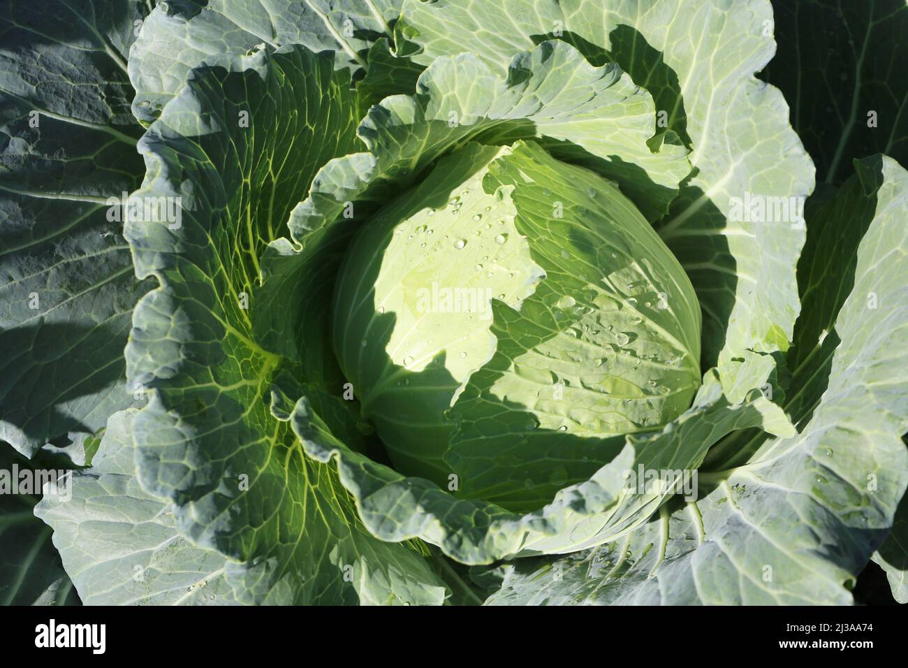 Fresh cabbage of Vegetable garden,Vegetables that provide high nutritional value. Stock Photo