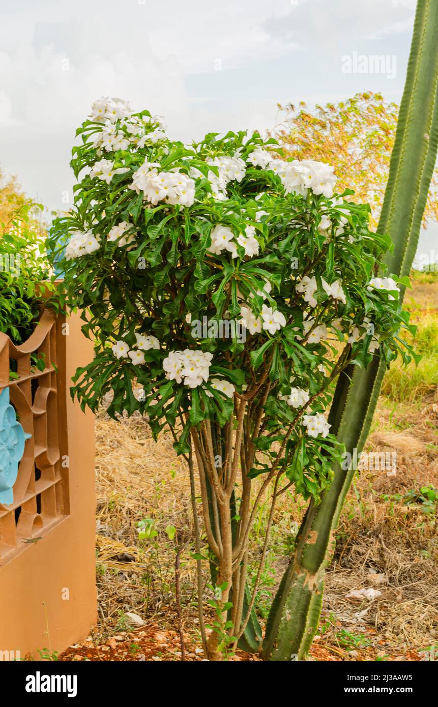 Closeup Of Frangipani And Cereus Repandus Cactus Stock Photo