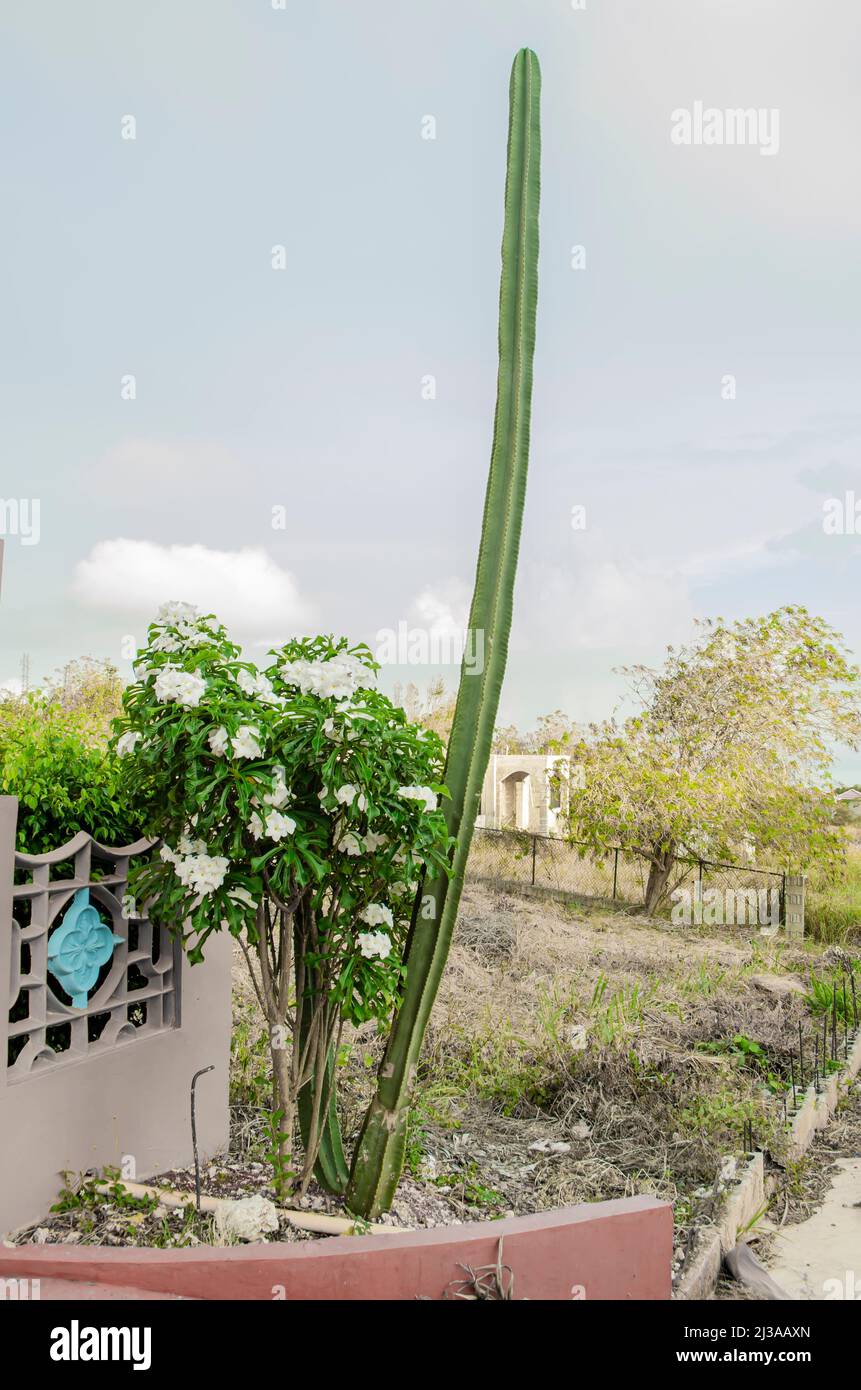 Frangipani And Cereus Repandus Cactus Stock Photo