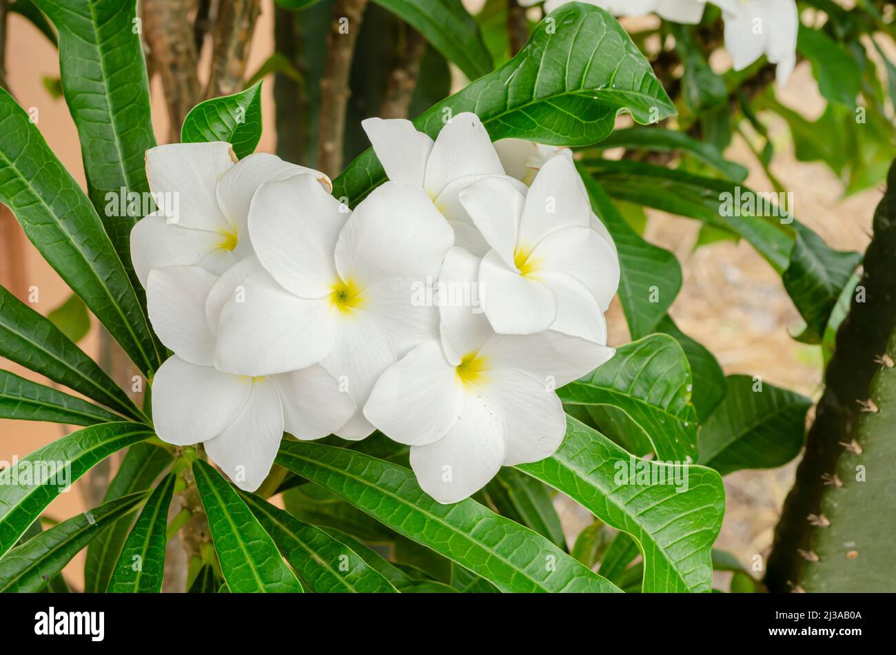 Flowers Of Plumeria Obtusa Frangipani Stock Photo