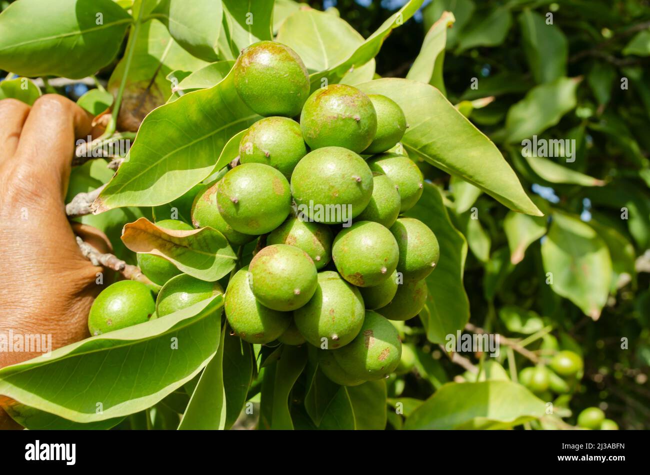 Guinep Trees Growing Near You Find Your Closest Source Now - 5i98g9f