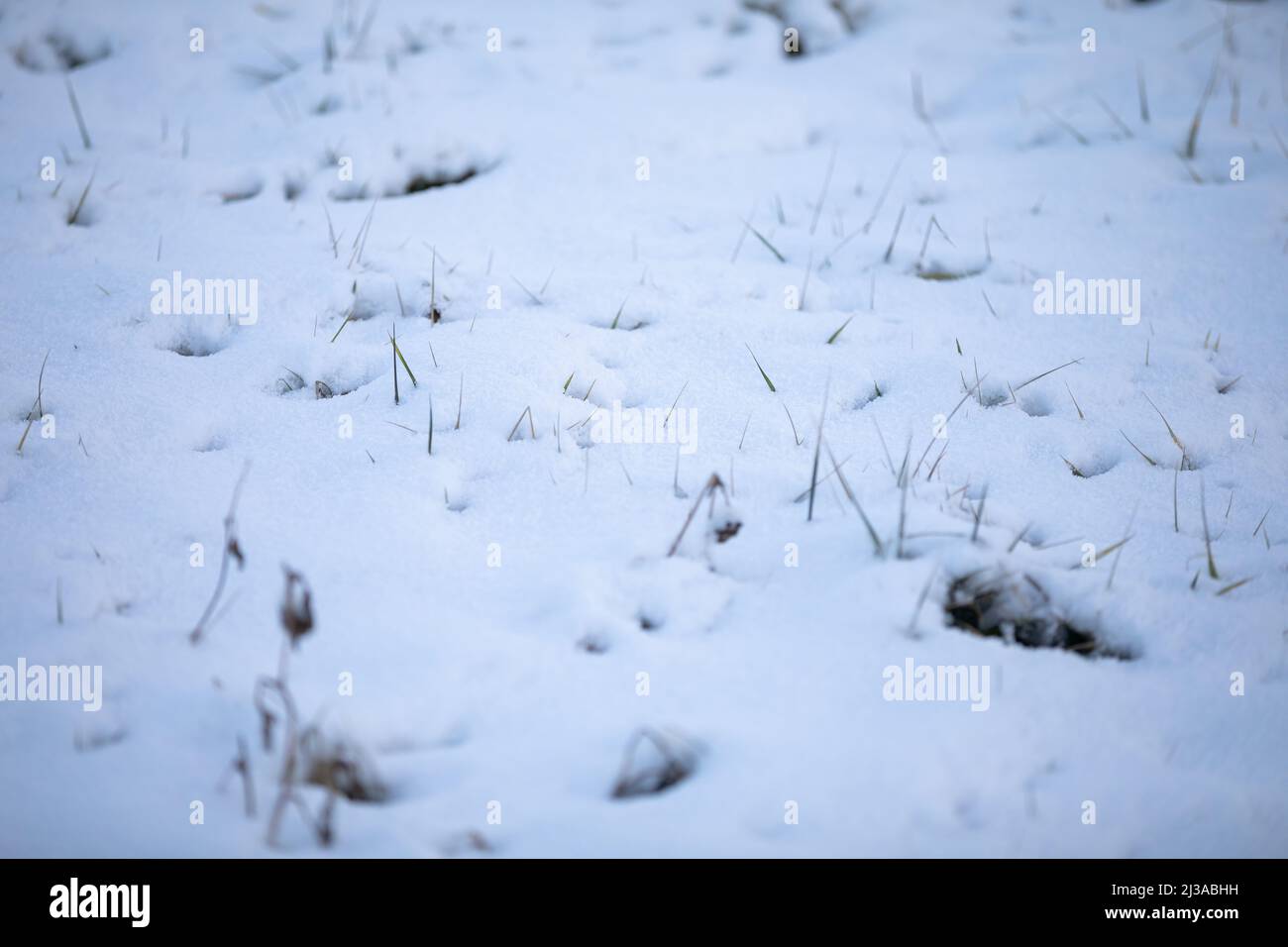 Dried blades of grass and forbs sticking out from under a layer of snow. Stock Photo