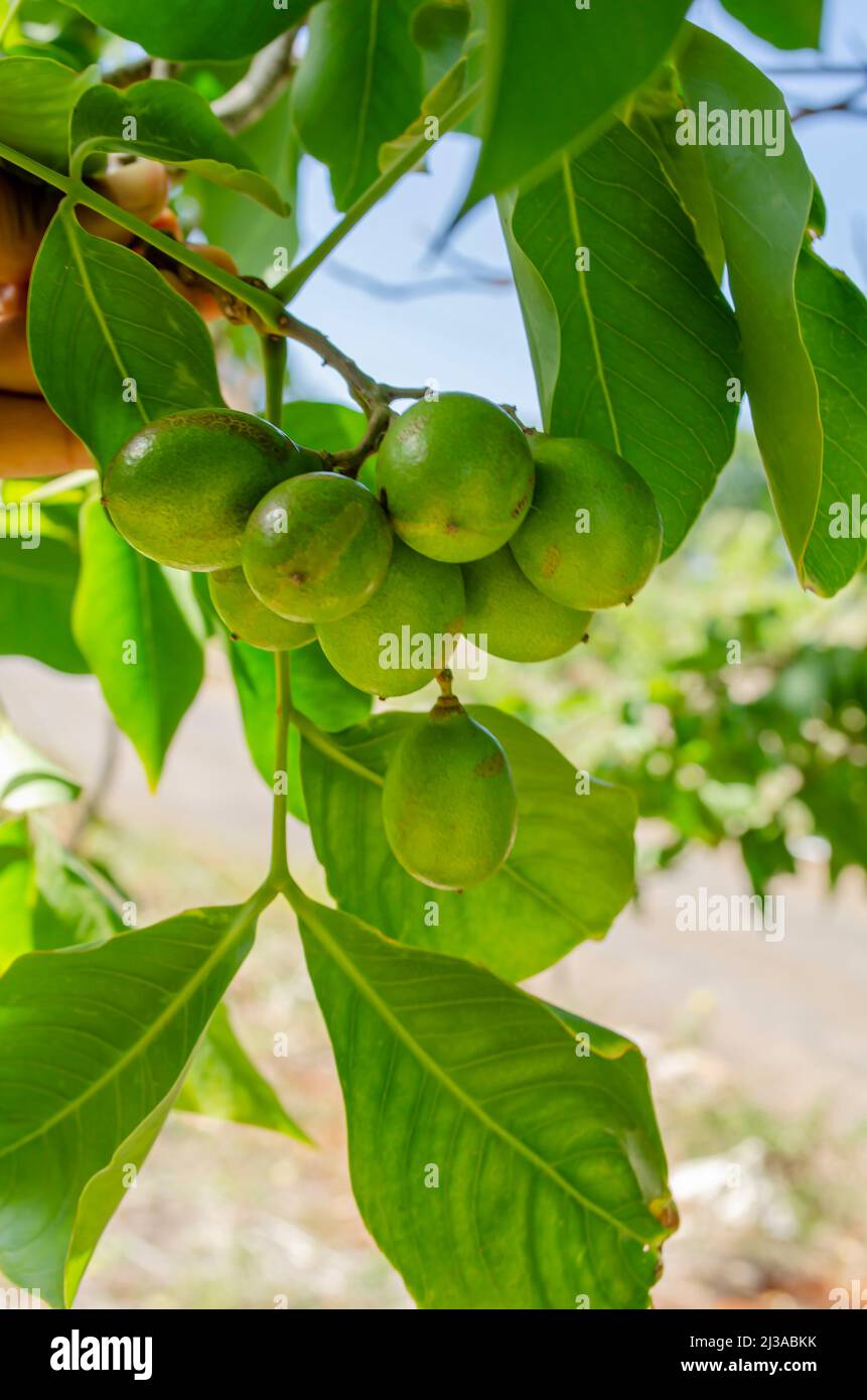 Harvesting Melicoccus Bijugatus Stock Photo - Alamy