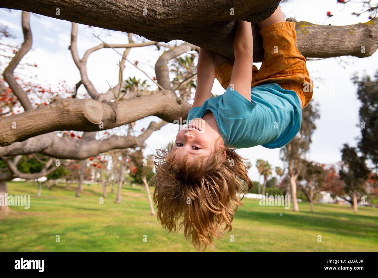 Kids climbing trees, hanging upside down on a tree in a park. Stock Photo