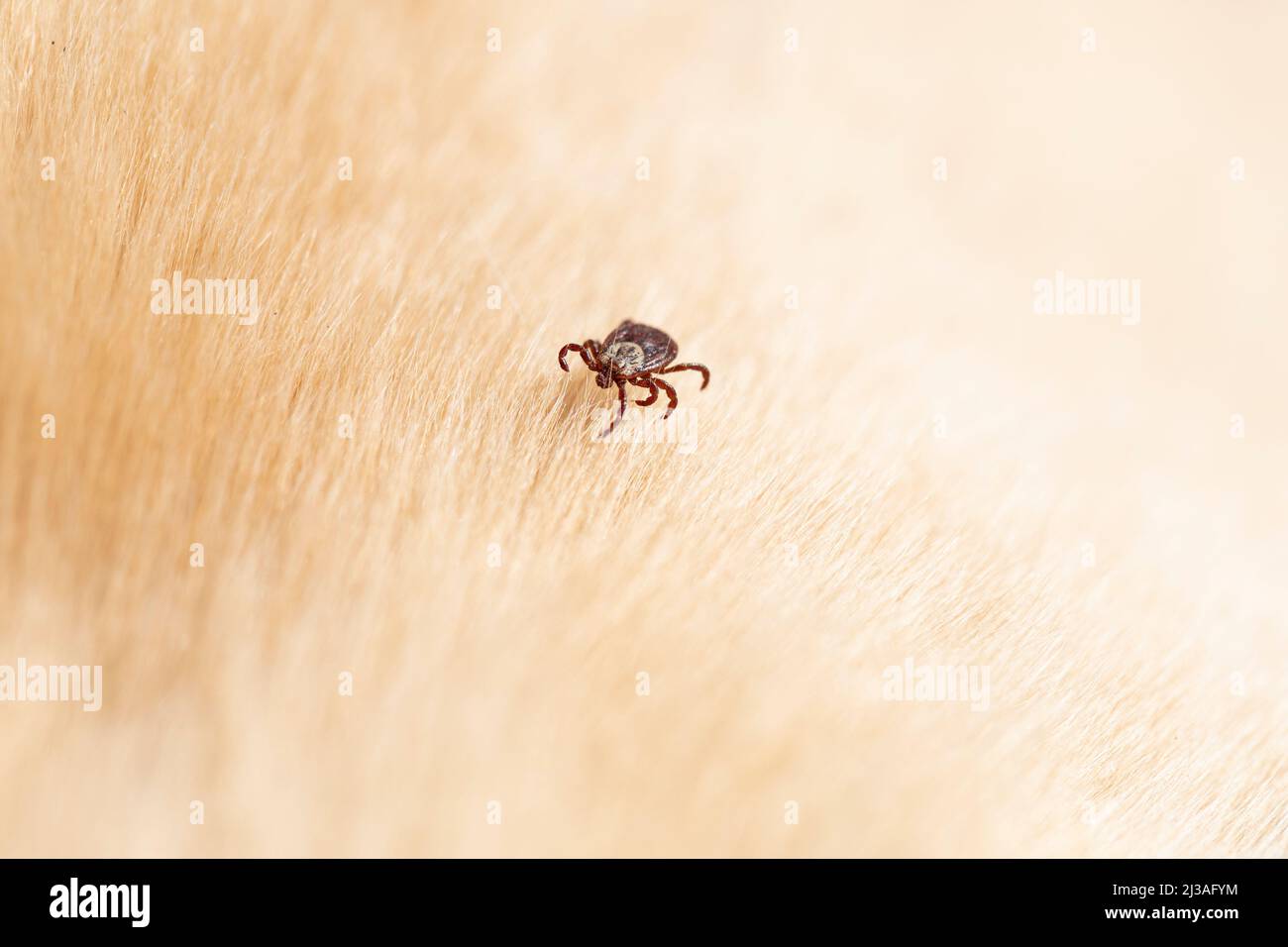 Tick arachnid parasite insect macro. Copy space, selective focus Stock Photo