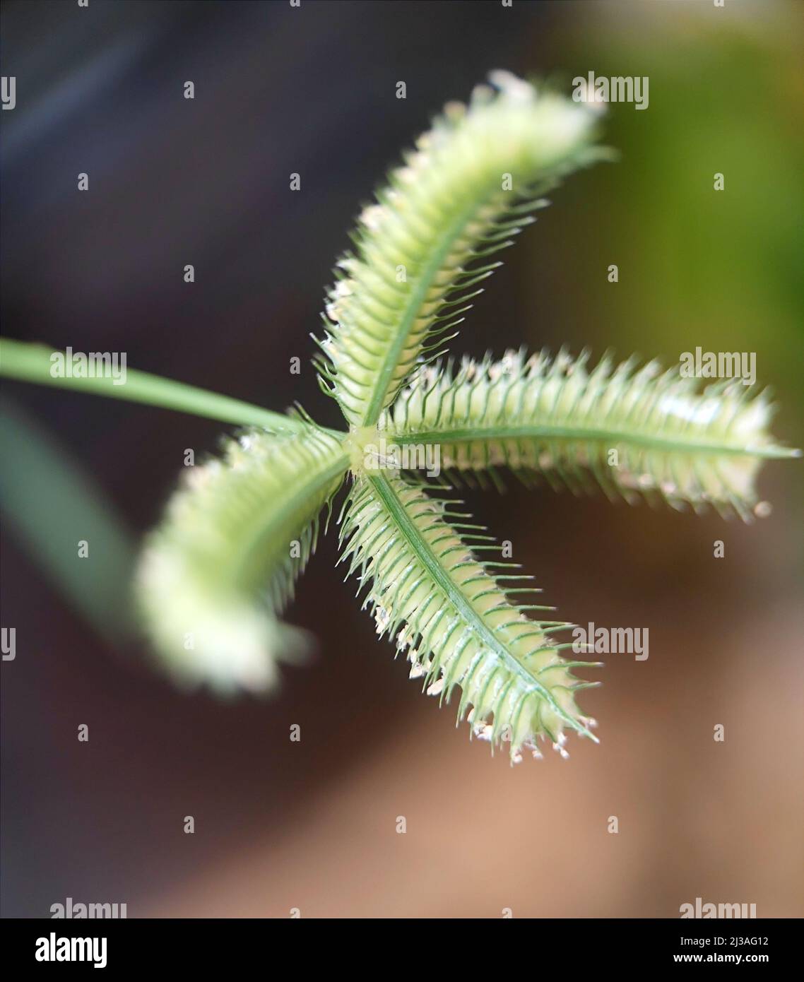 a macro focus shot of Egyptian crowfoot grass in the garden on a sunny day with blurred background Stock Photo