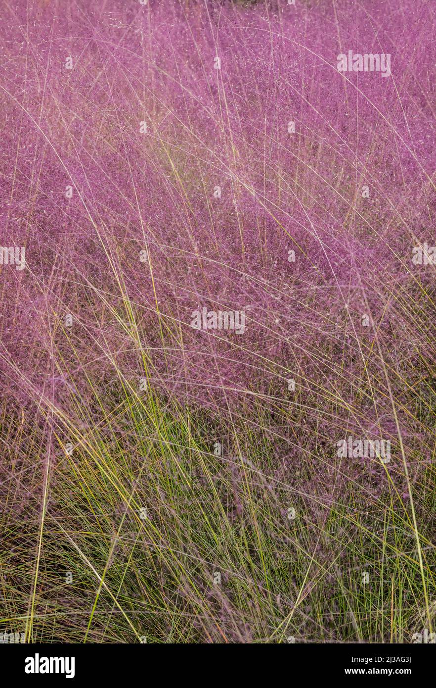 Pink Muhly grass Stock Photo