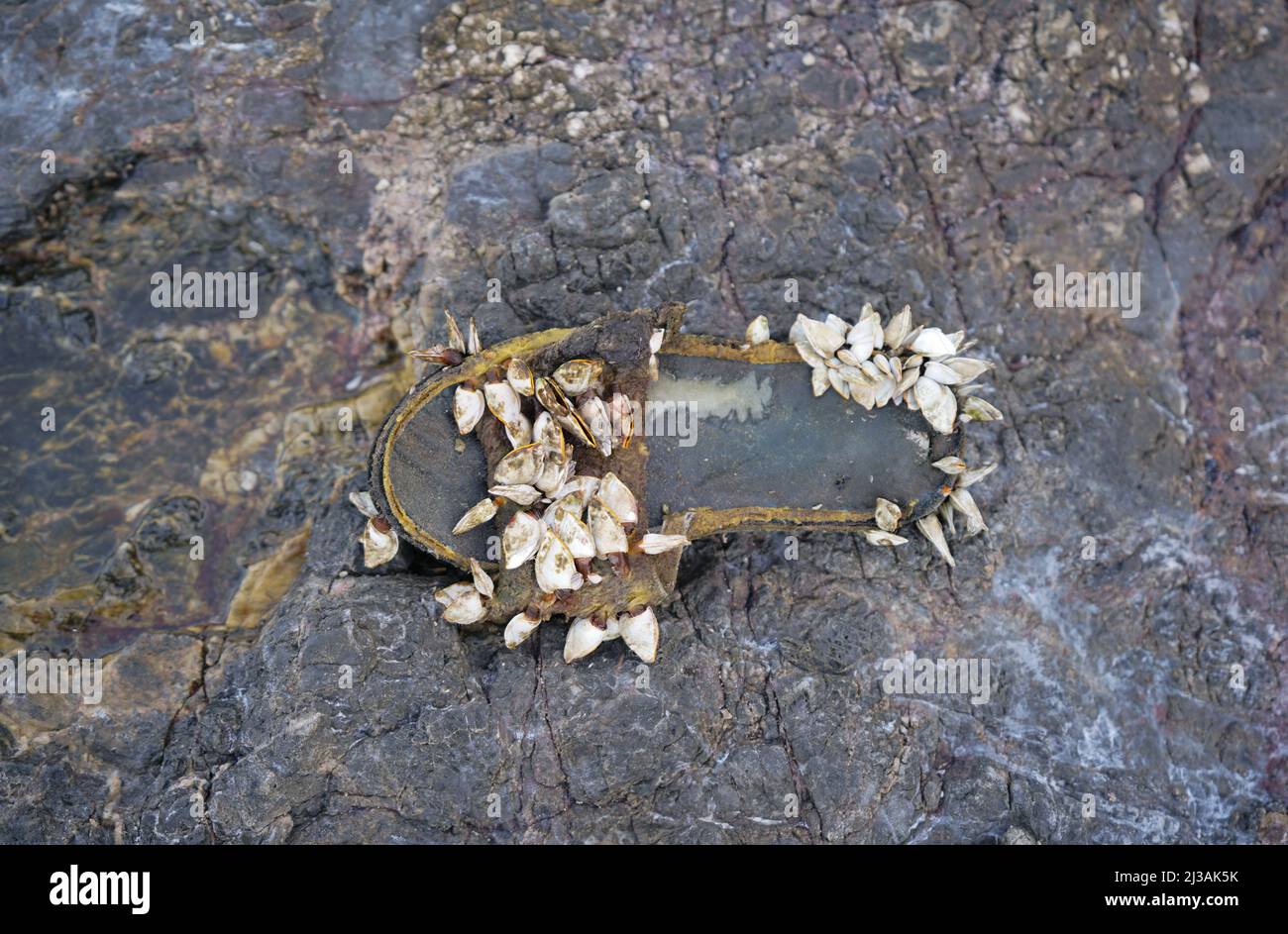 Slipper shoe covered with sea barnacles on the rock Stock Photo