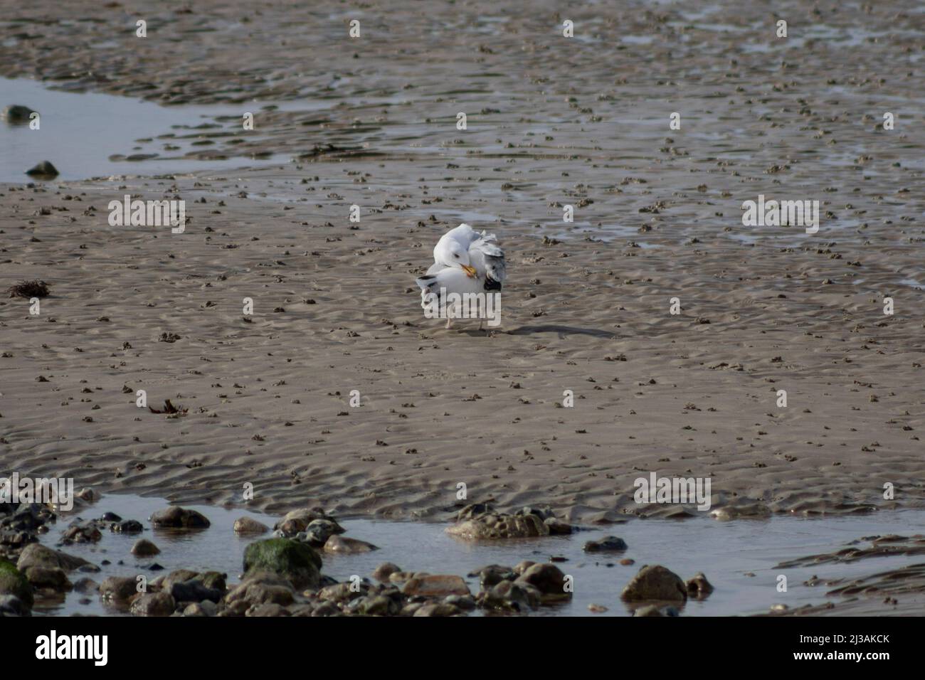 Herring gull cleaning its feathers on Worthing beach, West Sussex,UK Stock Photo