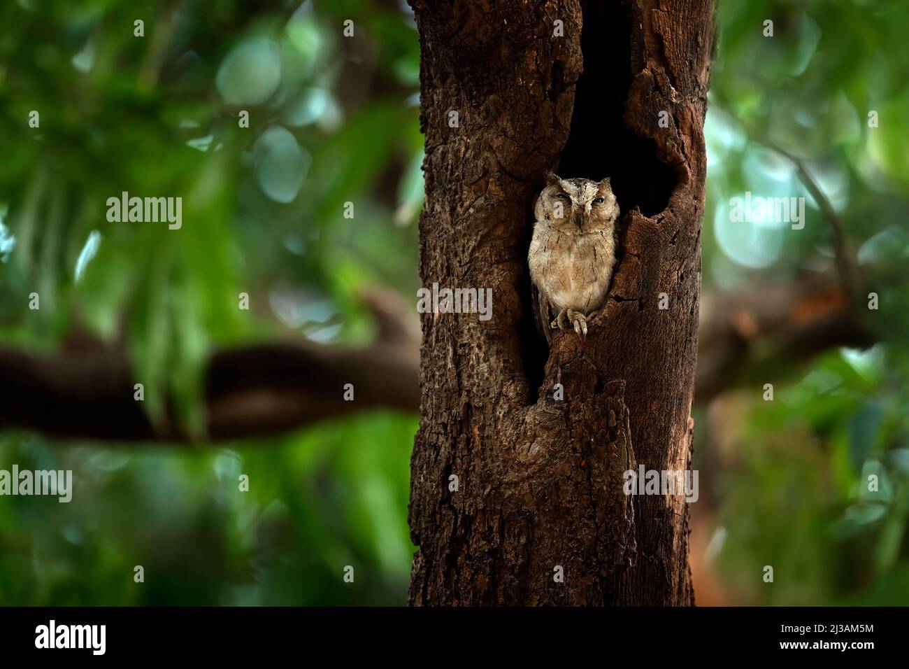 Indian scops owl, Otus bakkamoena, rare bird from Asia. Malaysia beautiful owl in the nature forest habitat. Bird from India. Fish owl sitting on the Stock Photo
