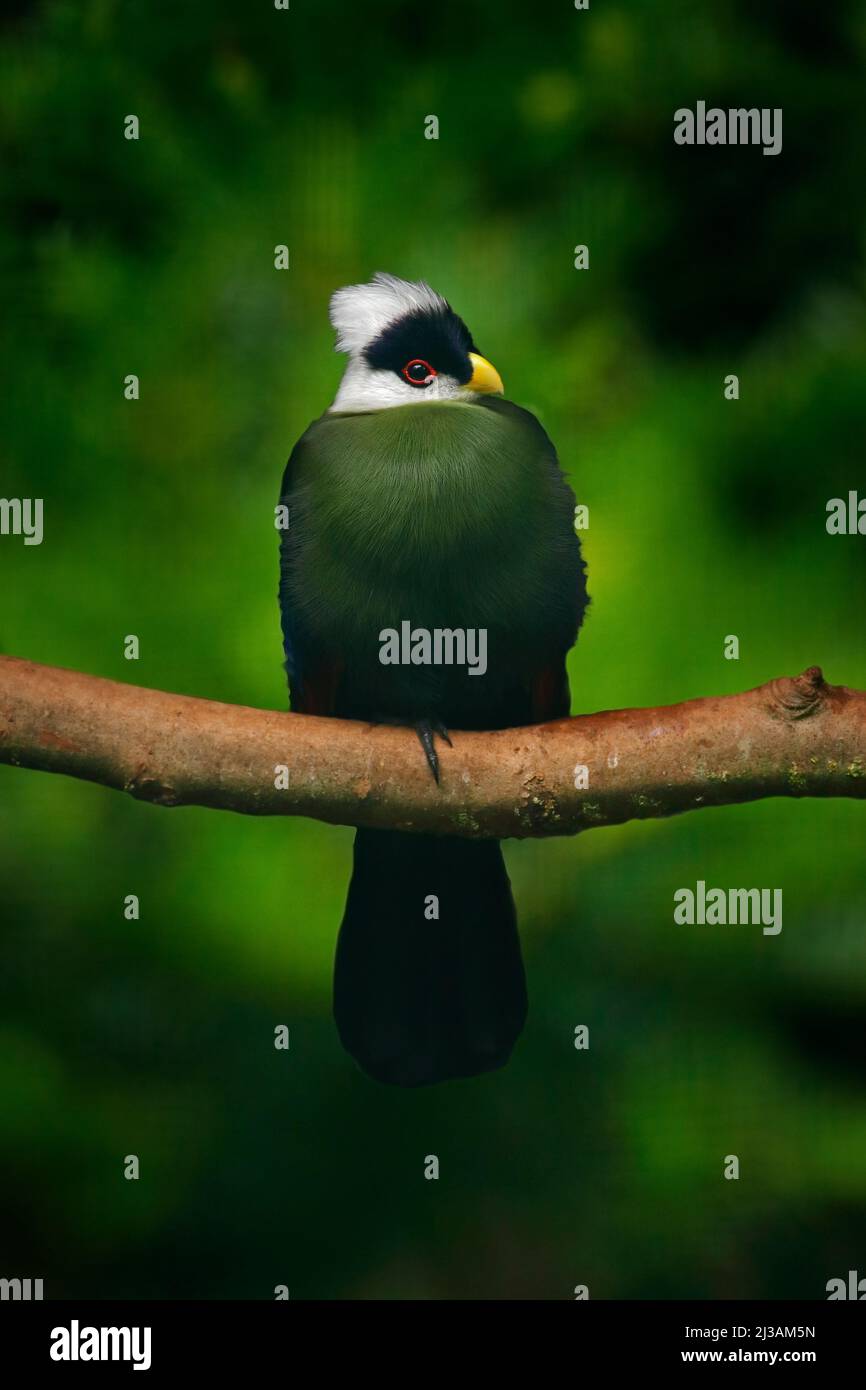 White-crested Turaco, Turaco leucolophus, rare coloured green bird with white head, in nature habitat. Turaco sitting on the branch, Murchison Falls N Stock Photo