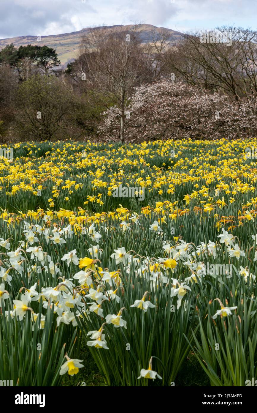 Carpet of daffodils in spring Stock Photo