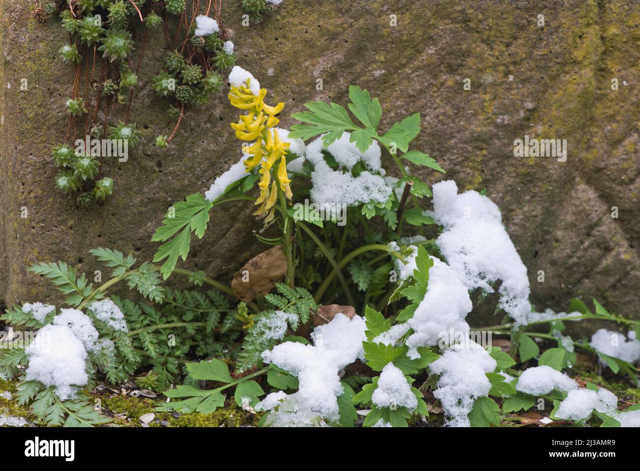 Rock corydalis (Corydalis lutea), Emsland, Lower Saxony, Germany Stock Photo