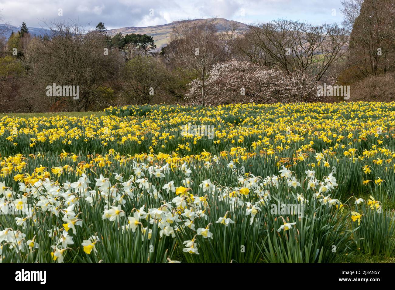 Carpet of daffodils in spring Stock Photo