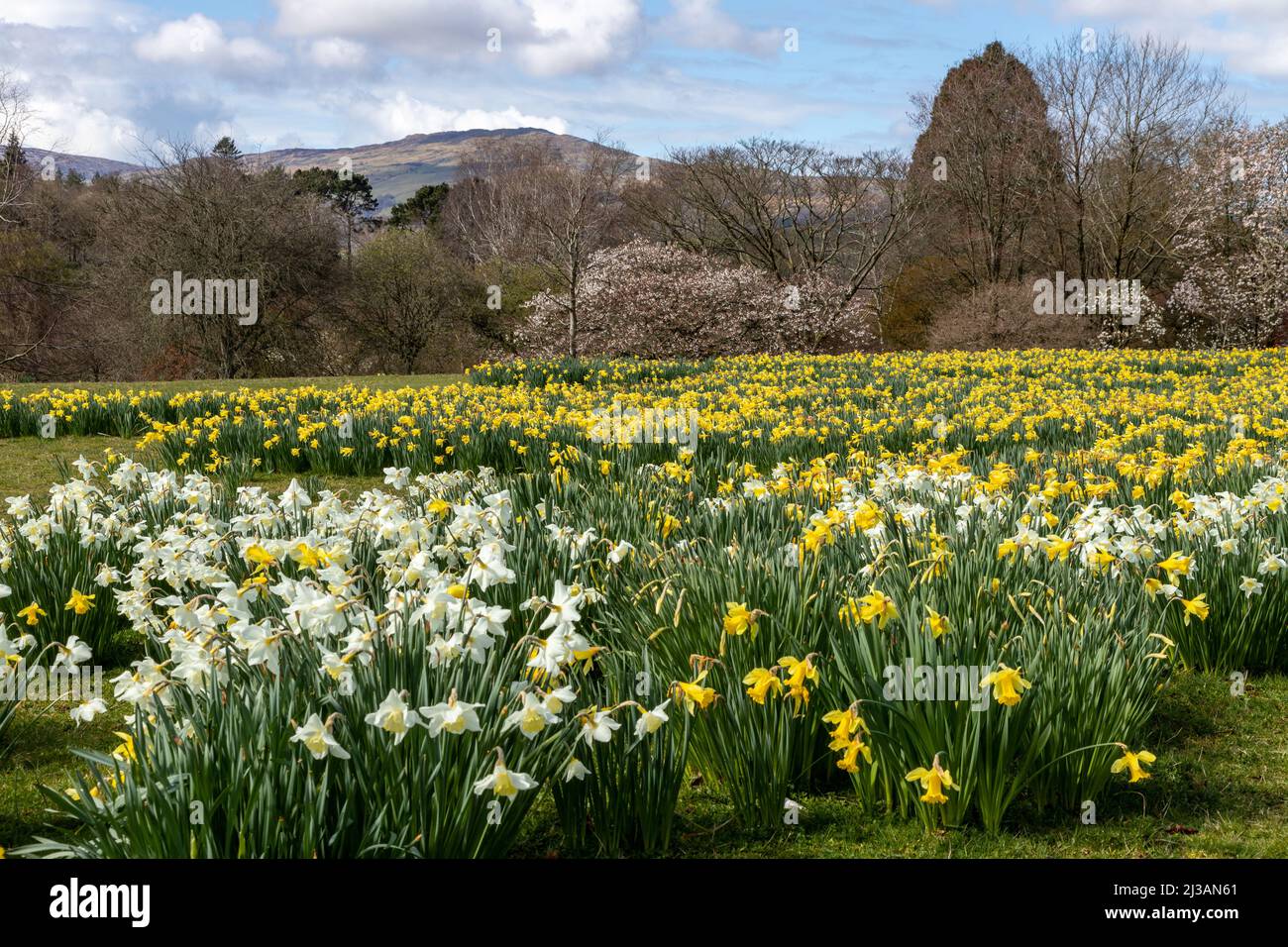 Carpet of daffodils in spring Stock Photo