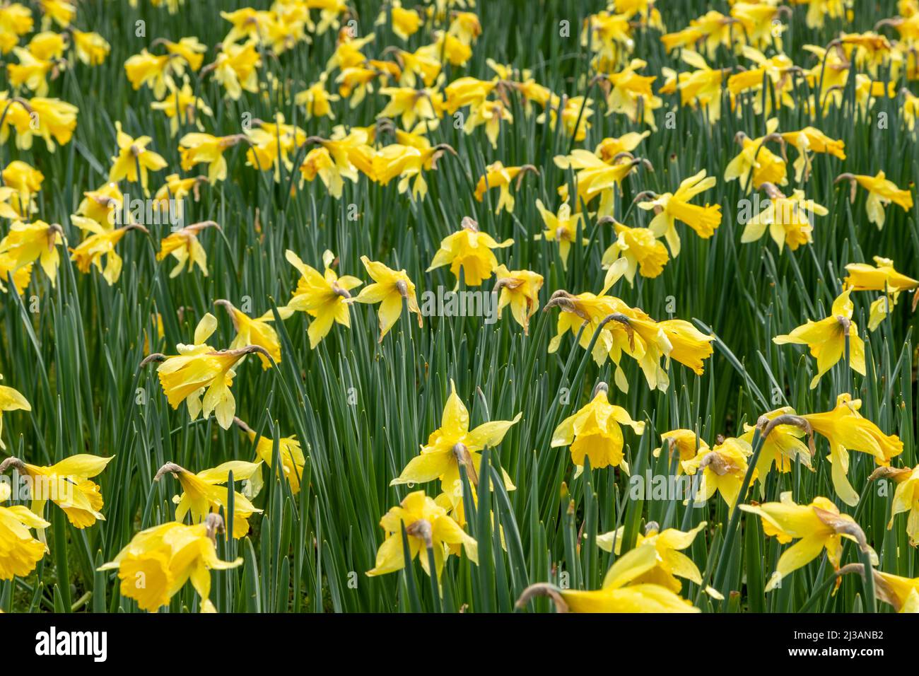 Carpet of daffodils in spring Stock Photo