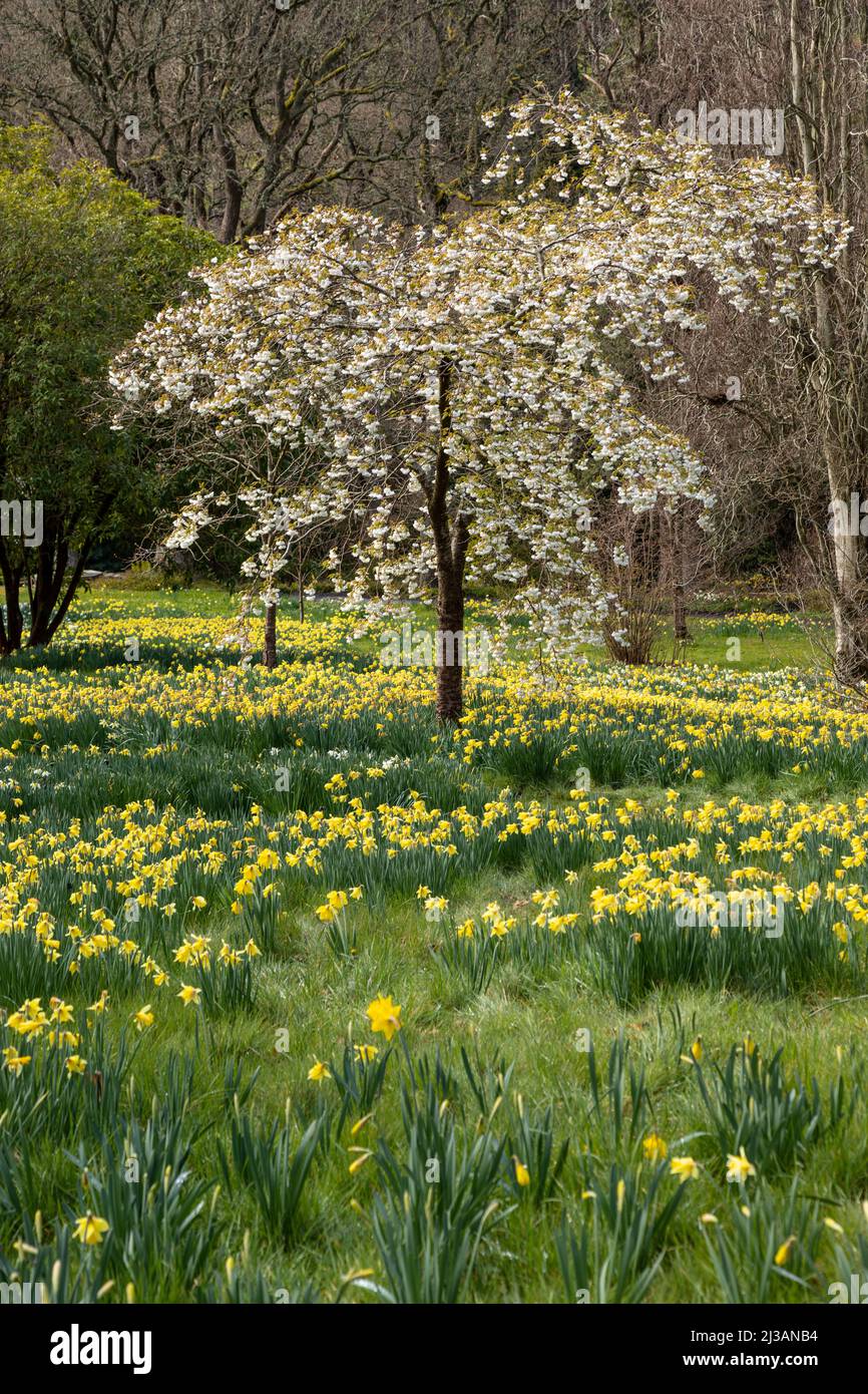 Carpet of daffodils in spring Stock Photo