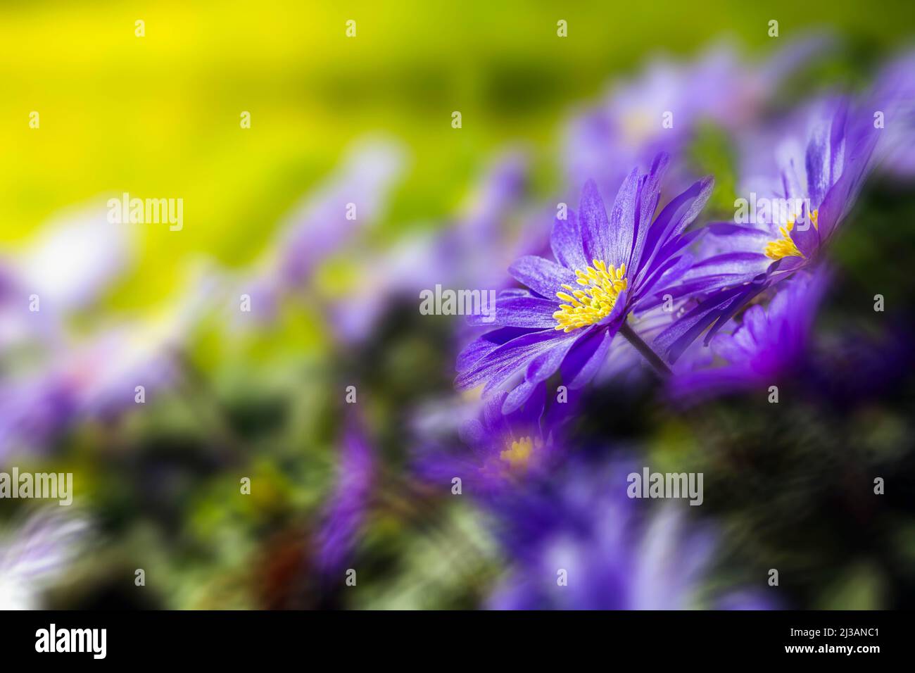 Blue primrose (Primula) on the lawn, Westland, Netherland Stock Photo