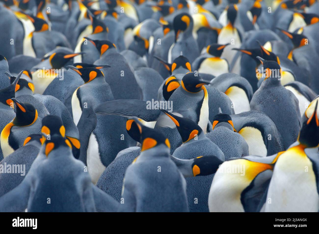 King penguin colony. Many birds together, in Falkland Islands. Wildlife scene from nature. Animal behaviour in Antarctica. Penguin nesting colony. Art Stock Photo