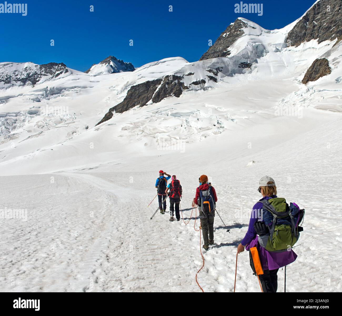 Mountain guide with alpinists on rope crossing the Jungfraufirn