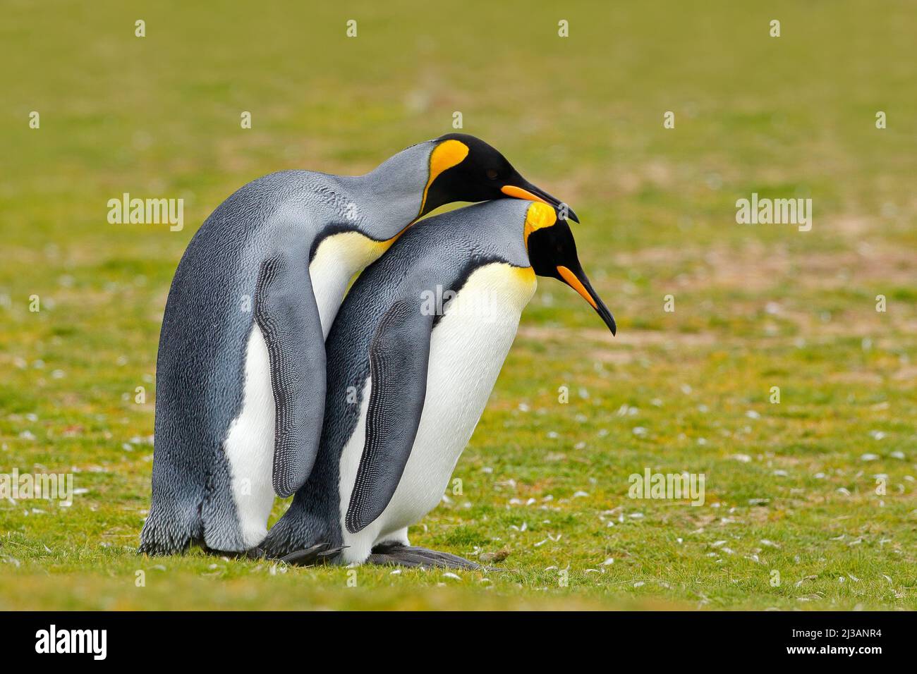 Animal love. King penguin couple cuddling, wild nature, green background. Two penguins making love. in the grass. Wildlife scene from nature. Bird beh Stock Photo