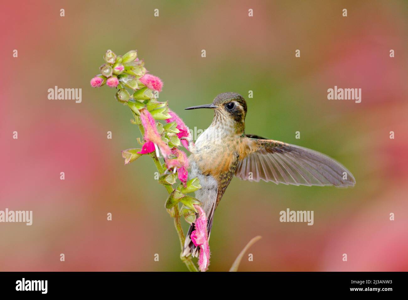 Hummingbird drinking nectar from pink flower. Hummingbird sucking