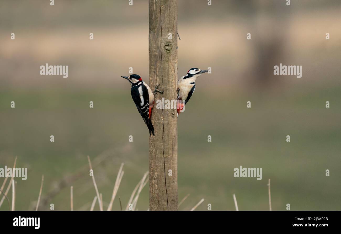 Great Spotted Woodpeckers clinging to a wooden post Keeping an eye out for danger Stock Photo