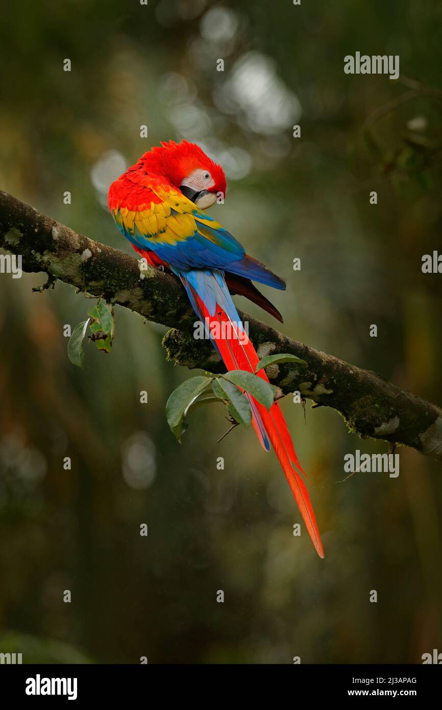 Red parrot Scarlet Macaw, Ara macao, in green tropical forest, Costa