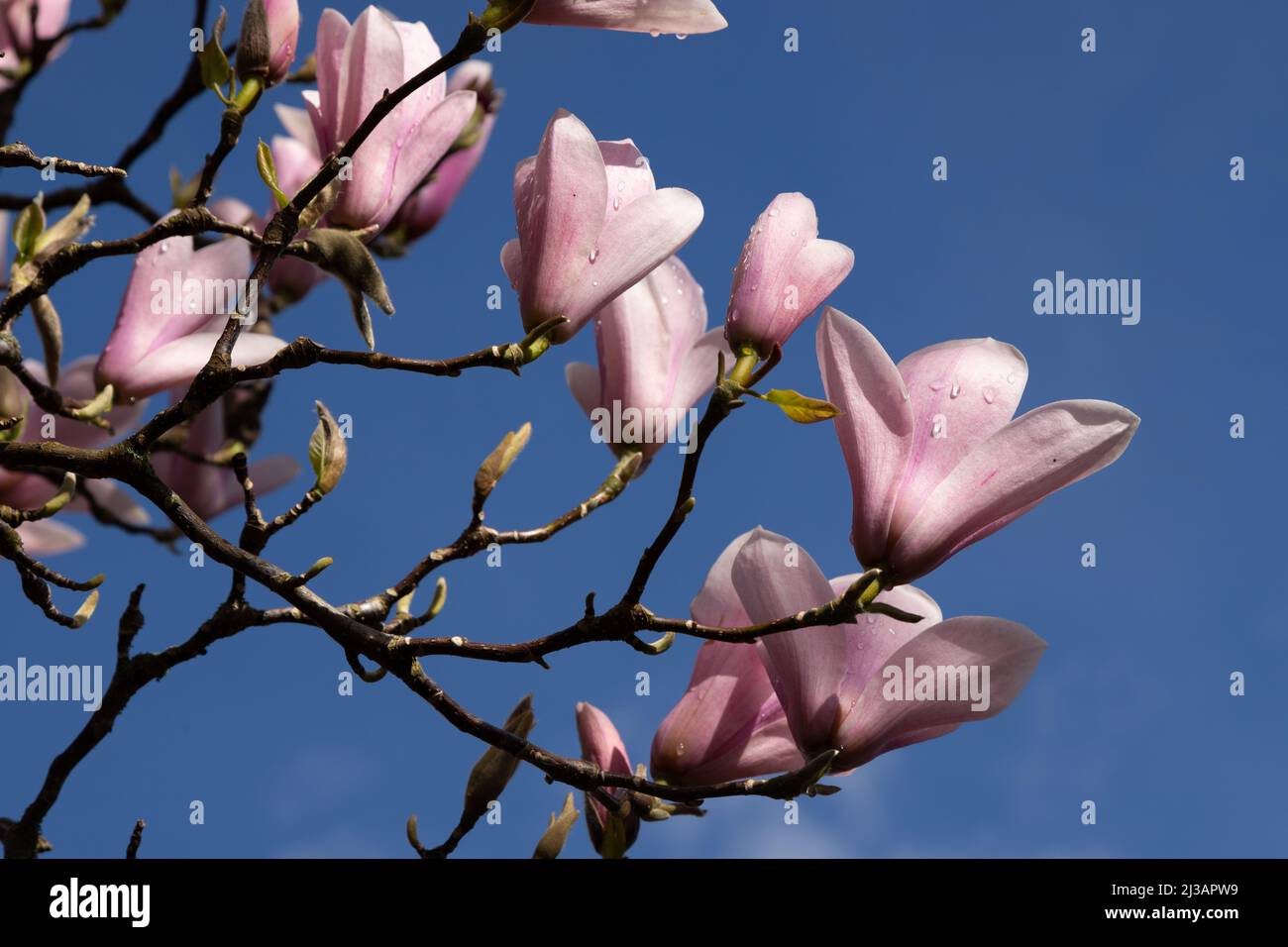 Magnolia tree wales hi-res stock photography and images - Alamy