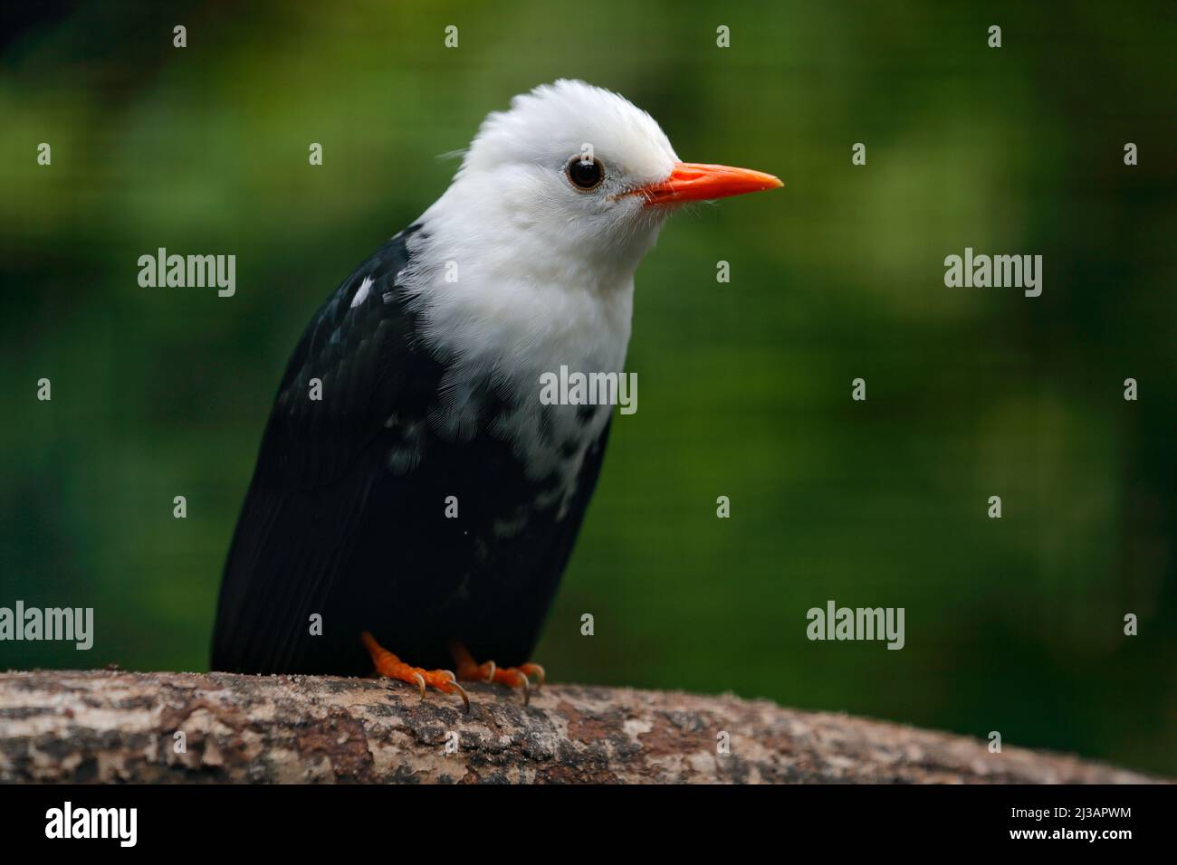 Whiteheaded Black Bulbul, Hypsipetes leucocephalus white and black