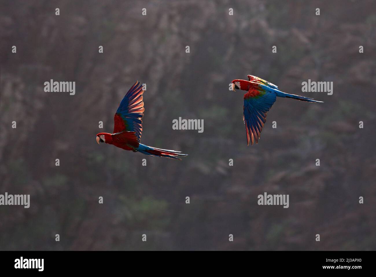 Red-and-green Macaw, Ara chloroptera, in the dark green forest habitat ...