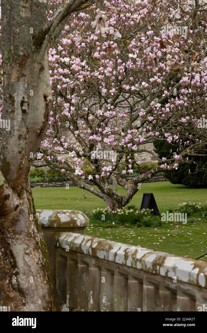 Magnolia tree wales hi-res stock photography and images - Alamy