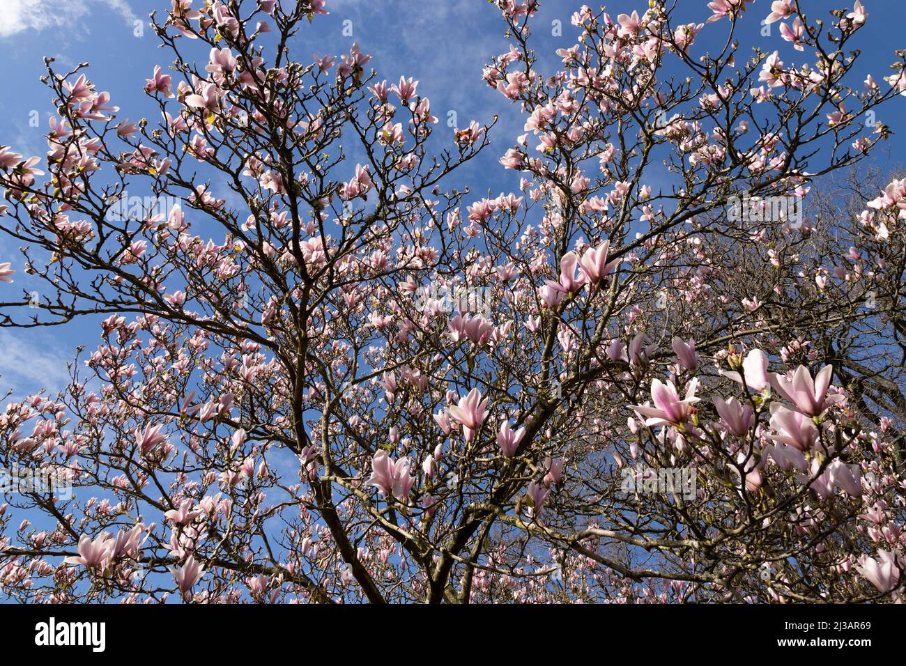 Pink Magnolia flowers blooming in spring Stock Photo