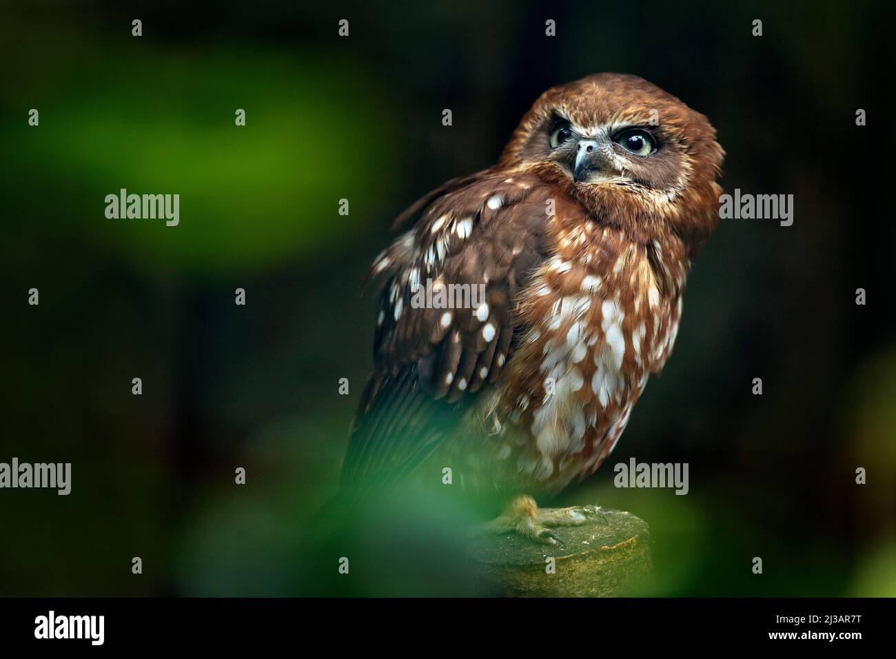 Brown wood owl, Strix leptogrammica, rare bird from Asia. Malaysia beautiful owl in the nature forest habitat. Bird from Malaysia. Fish owl sitting on Stock Photo