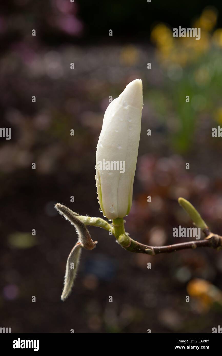 White Magnolia flowers blooming in spring Stock Photo