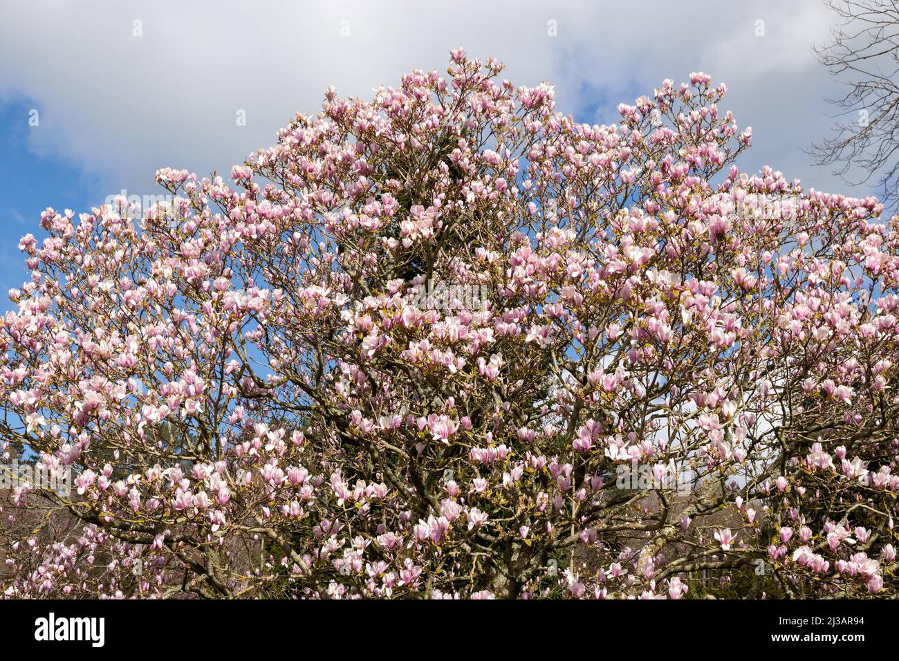 Pink Magnolia flowers blooming in spring Stock Photo