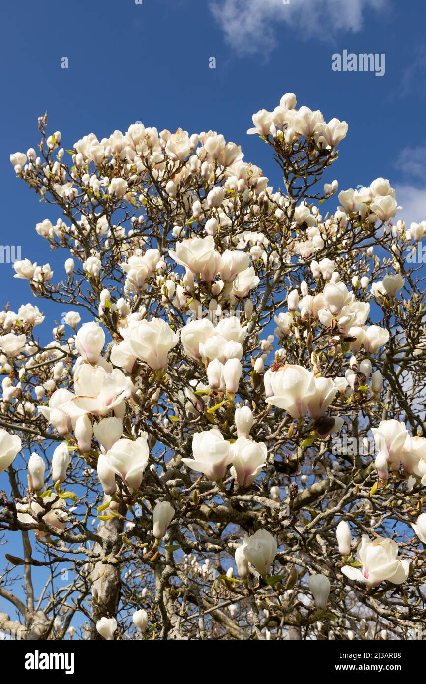 White Magnolia flowers blooming in spring Stock Photo