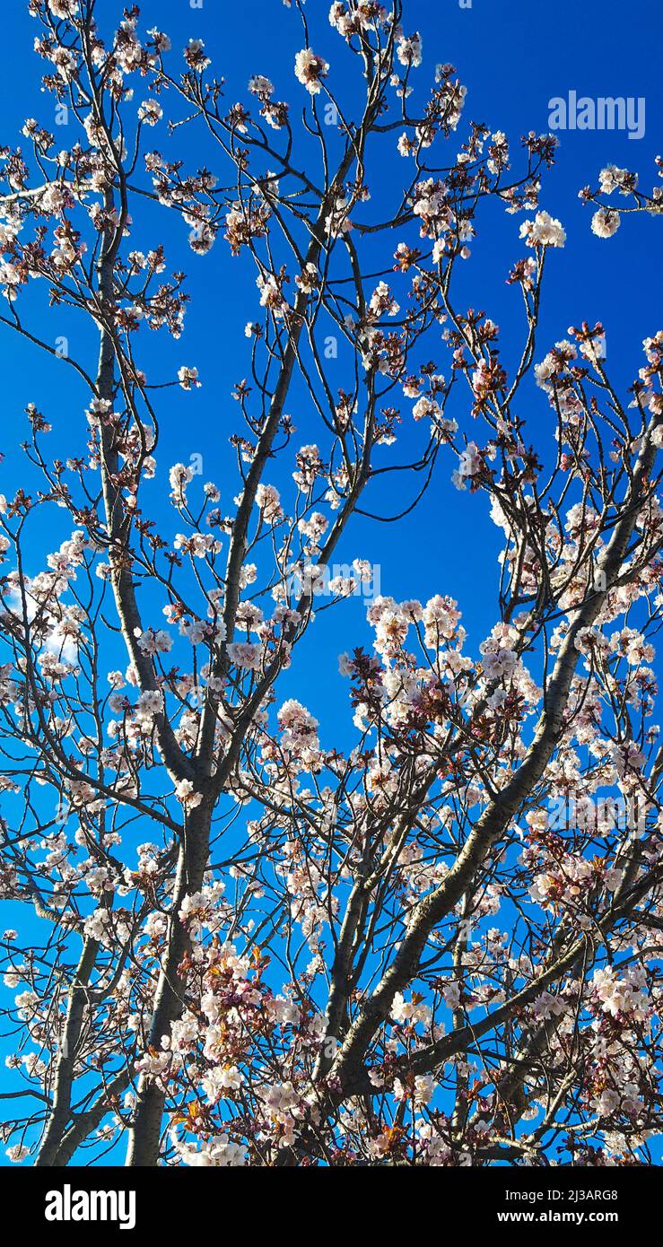 The blossoms on the branches of a tree against the blue sky Stock Photo ...
