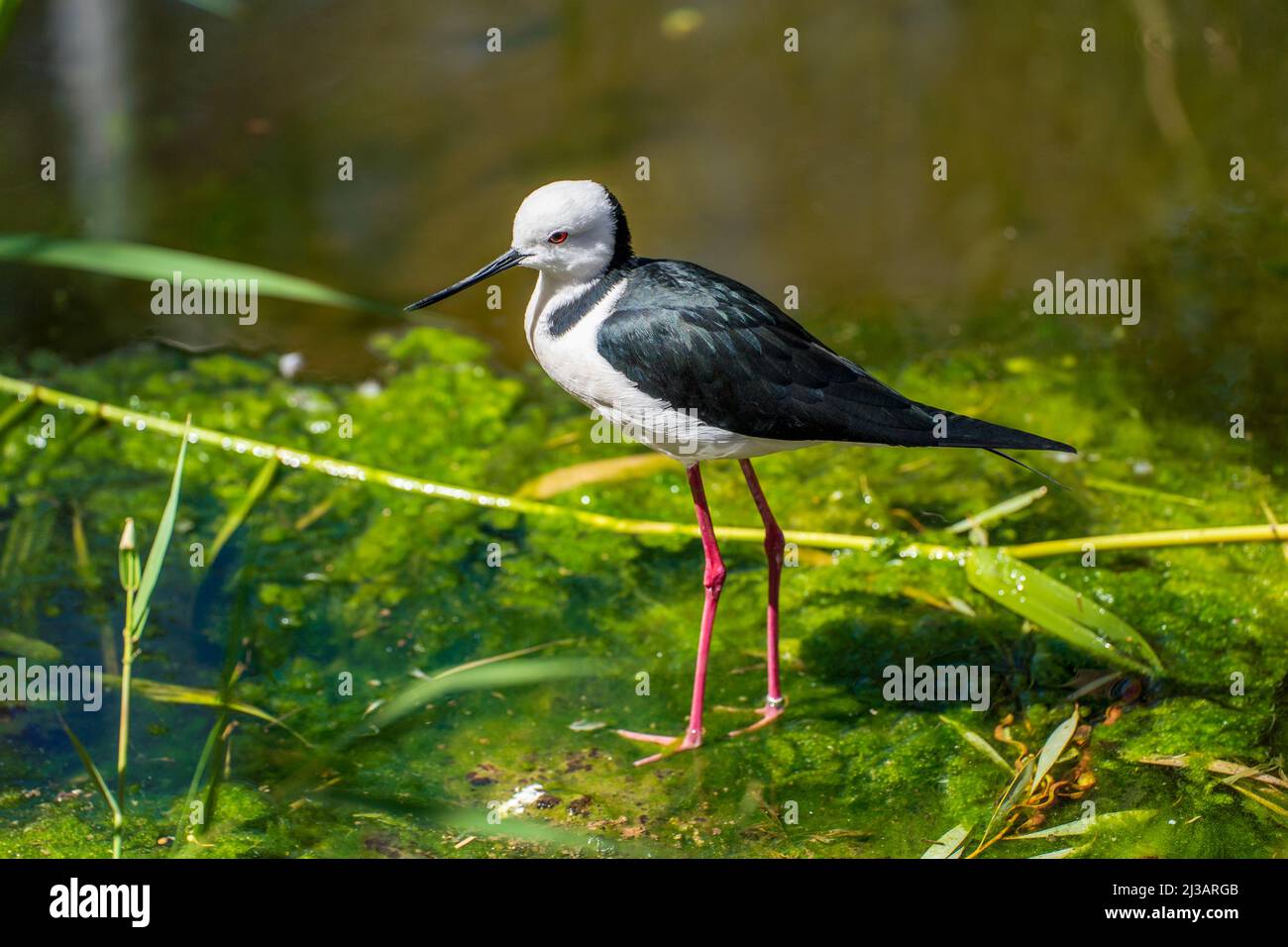 Australian blackwinged stilt Stock Photo Alamy