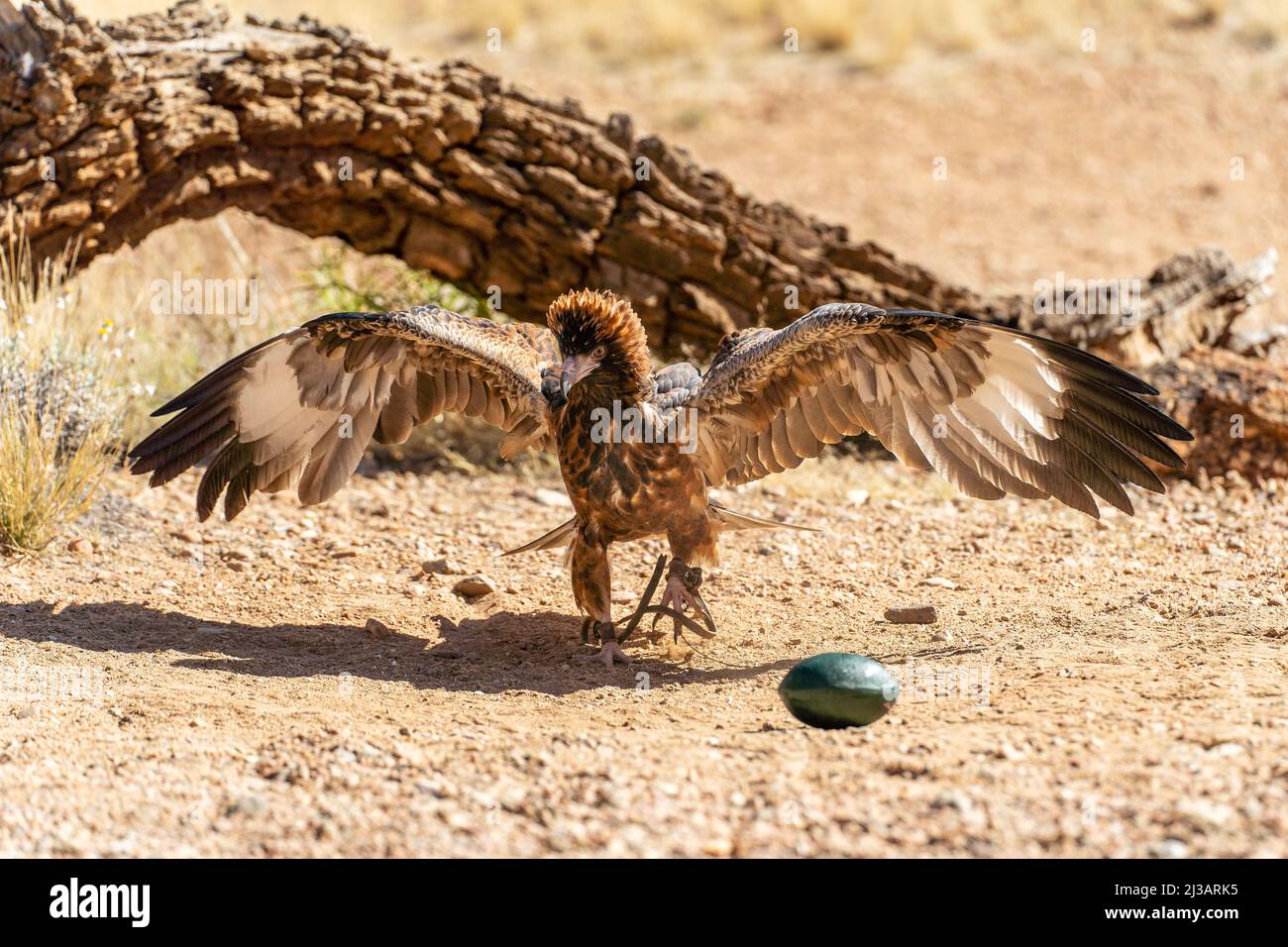 Australian wedge-tailed eagle  Stock Photo