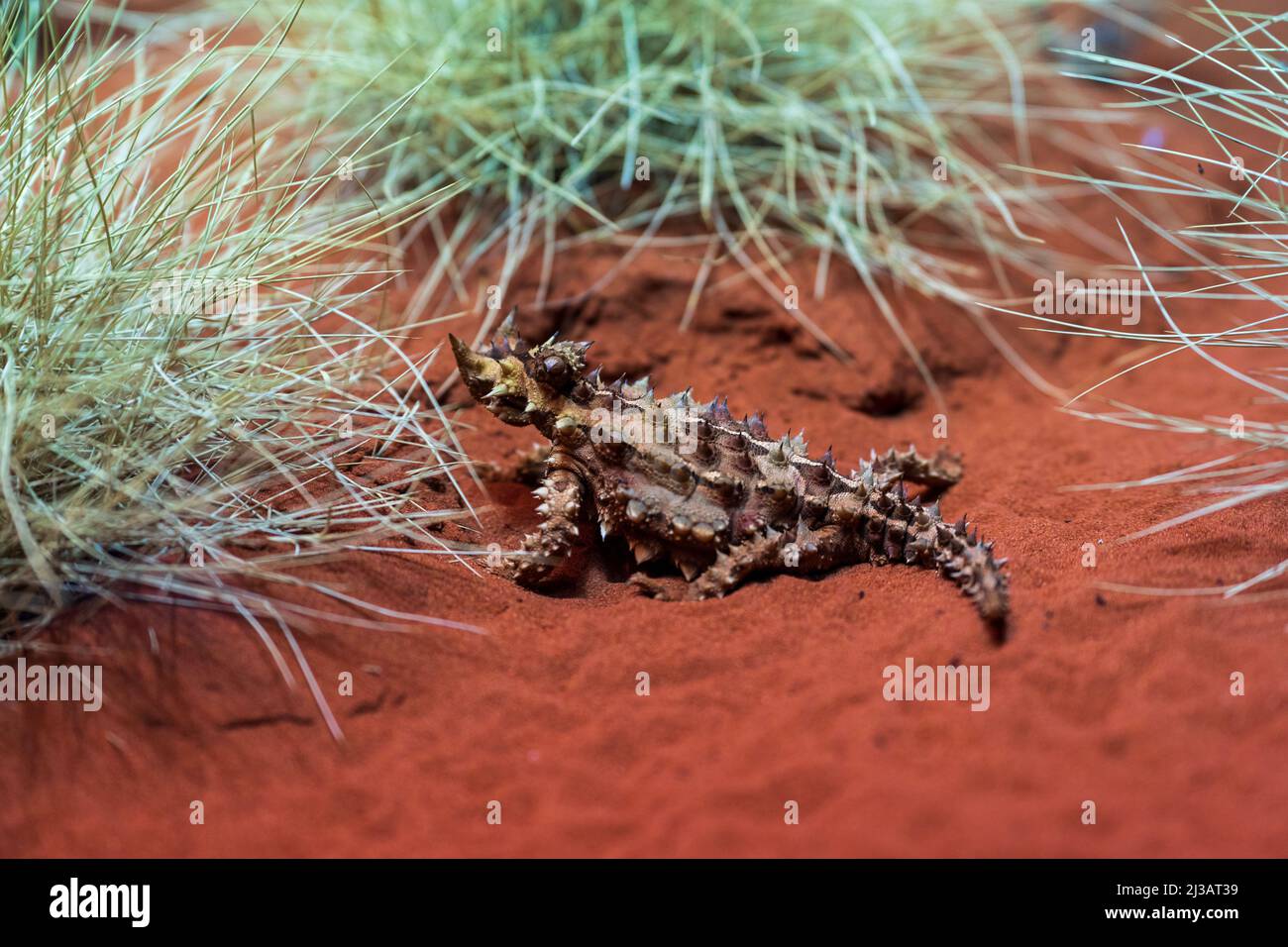 Australian thorny devil in the red desert Stock Photo