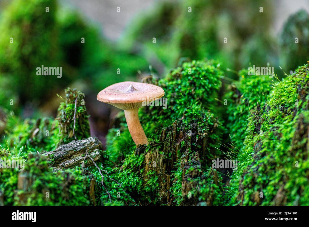 A closeup of a tiny mushroom growing on a mossy surface in a forest ...