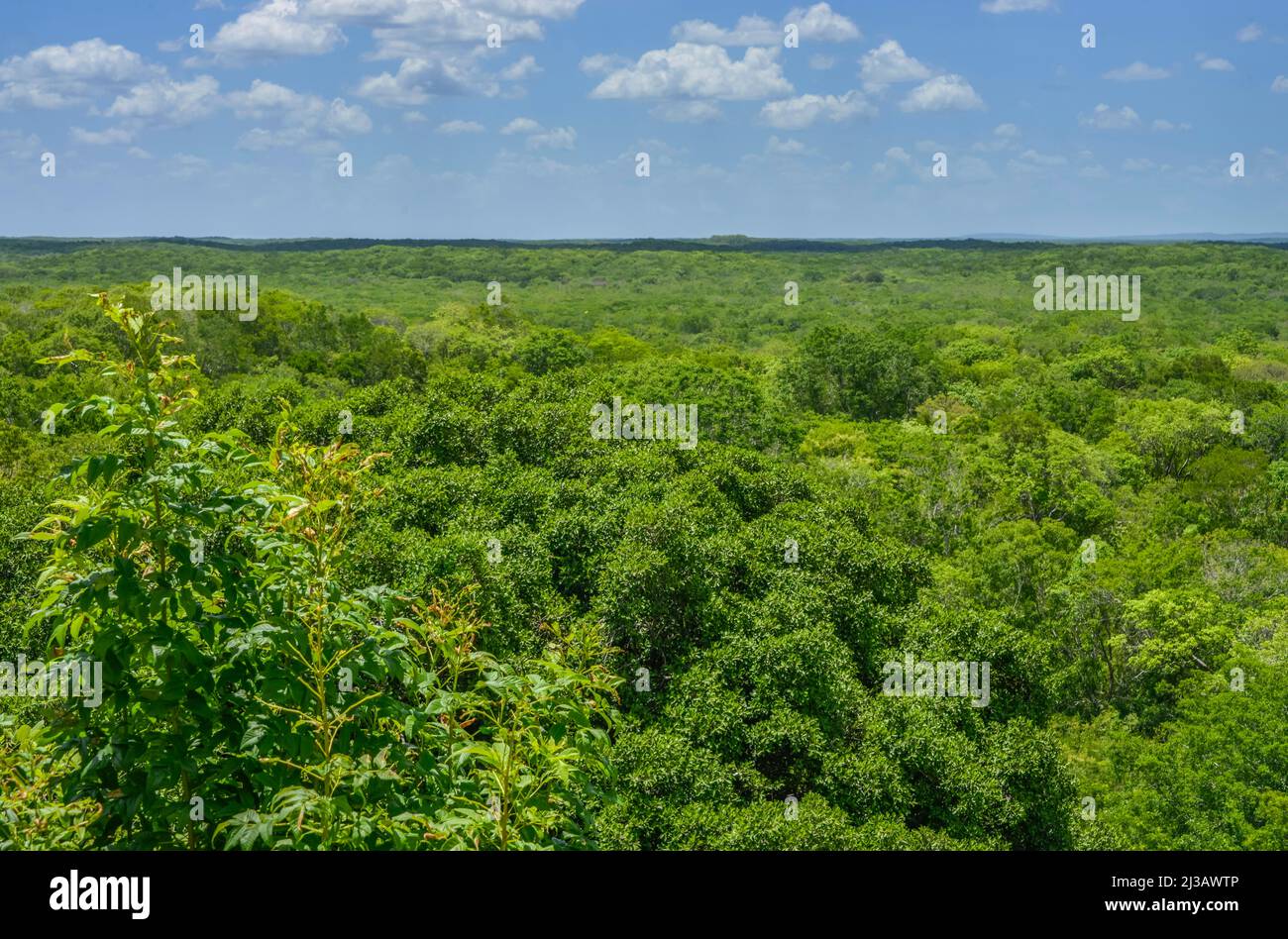 Tropical jungle, Chiapas, Mexico Stock Photo Alamy